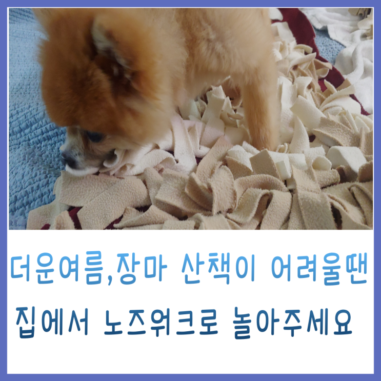  여름 강아지 산책 방법과 심장병 노령견은 어떻게 해야 하나요