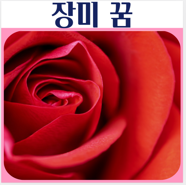  장미 선물 받는꿈, 큰 장미 가시꿈, 장미 꺾는 꿈해몽