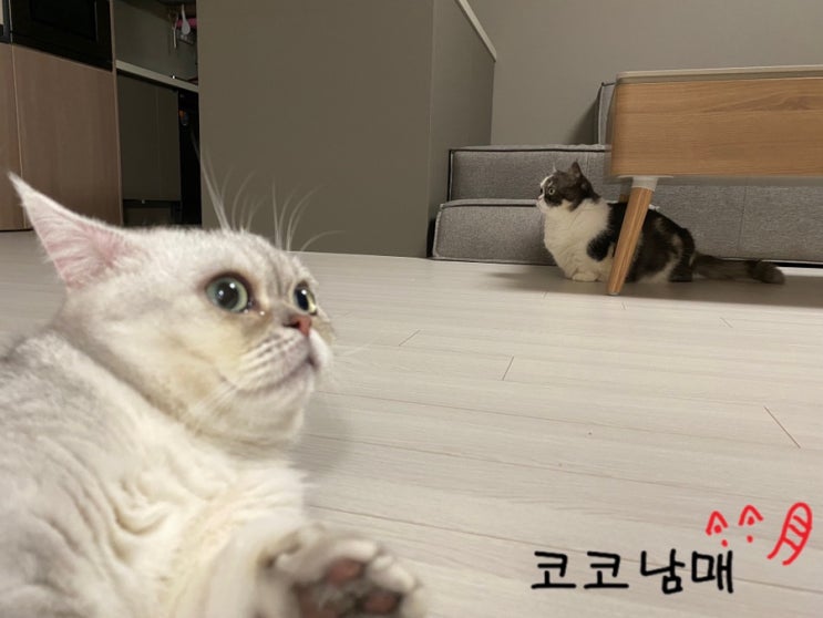  코코남매 근황 - 먼치킨 고양이 두 마리의 일상