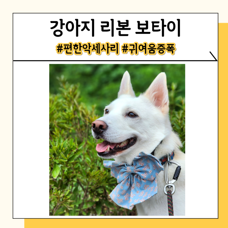 강아지 악세사리로 착용하기 편한 보타이 리본 구매 팁 강아지 악세사리로 착용하기 편한 보타이 리본 구매 팁