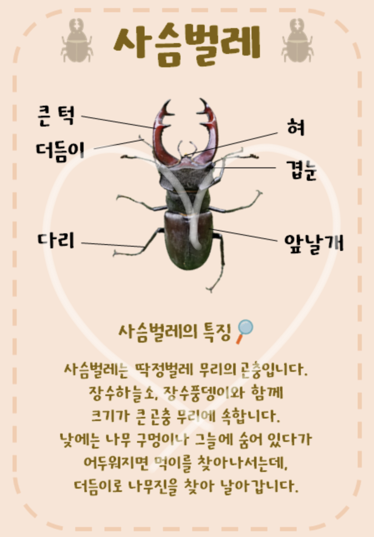 사슴벌레의 명칭과 특징