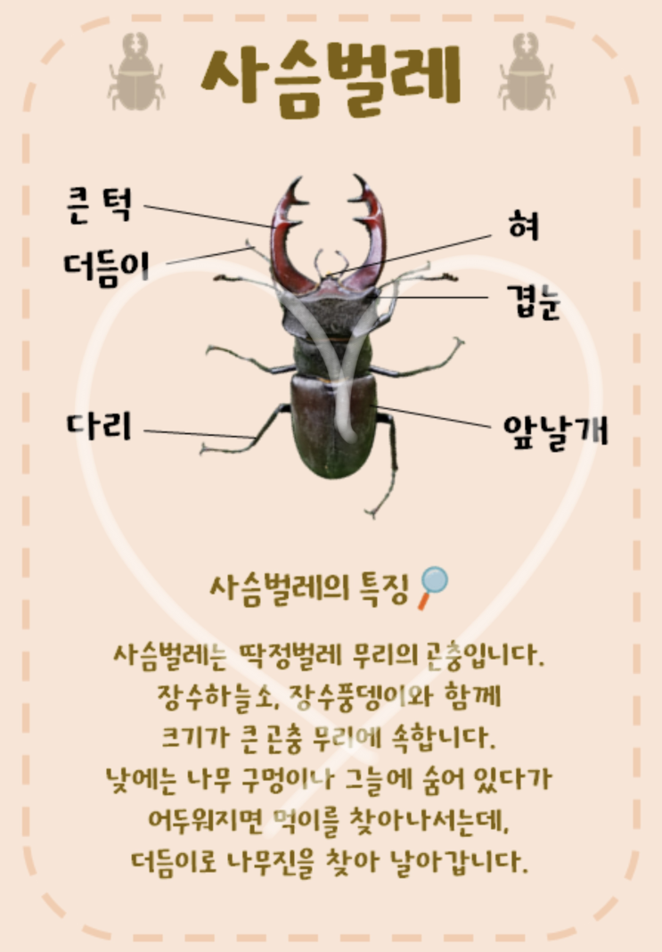  사슴벌레의 명칭과 특징