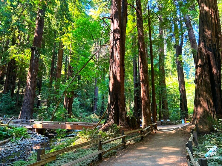  [샌프란시스코 근교 여행] 천년의 역사를 간직한 레드우드, 뮤어 우즈(Muir Woods) 국립 기념비