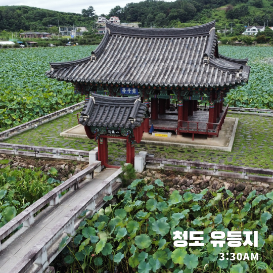  아이랑 연꽃 구경하기 좋은 청도 유등지