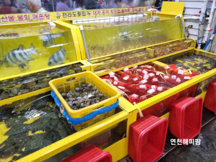  속초관광중앙시장 오징어가격 지하 수산물회센타