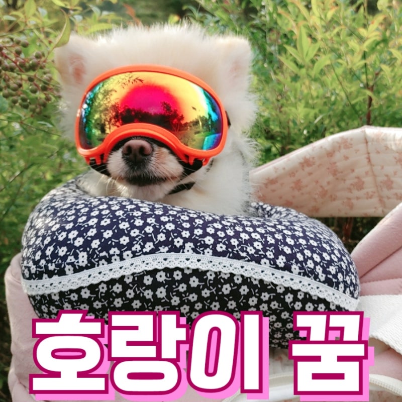 호랑이 꿈해몽: 호랑이 잡는 꿈 백호랑이 새끼호랑이 꿈의 의미