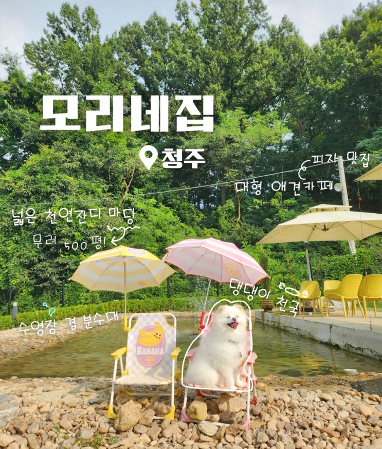  청주 대형애견카페 천연잔디 운동장이 넓은 모리네집 방문후기