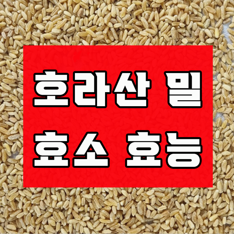 호라산밀 효소 효능과 복합 효소 분말 가루의 올바른 복용법 (주의할 점)