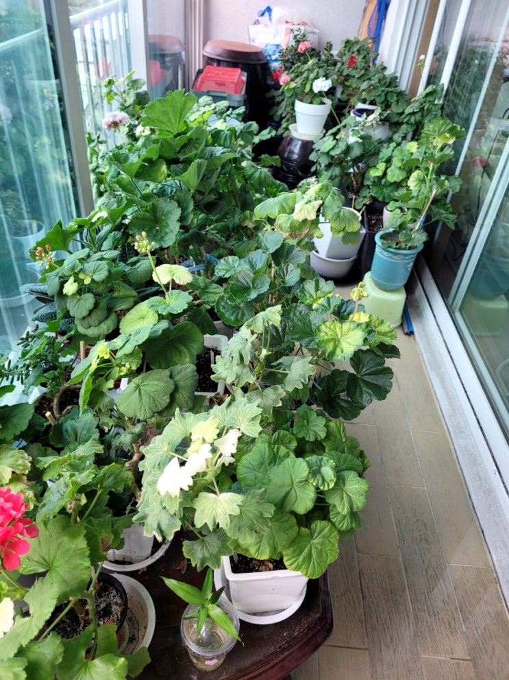  수술받으러 간 엄마 없는  친정 베란다 제라늄 살펴보기