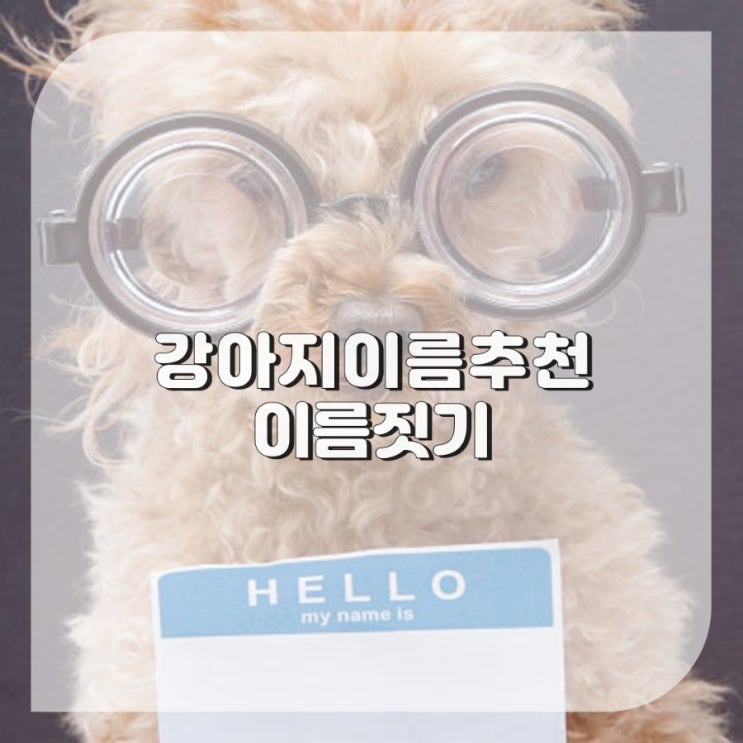  예쁜 강아지 이름 추천, 강아지 이름 짓기