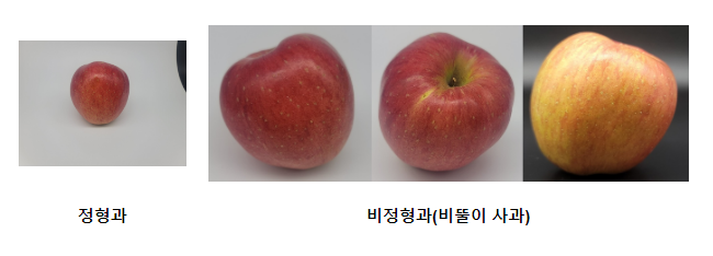 비뚤이 사과 맛 분석 “차이 없어요” 비뚤이 사과 맛 분석 “차이 없어요”