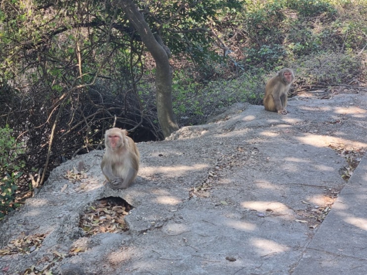 홍콩 자유여행 이색 관광 깜산(Kam Shan Country Park 원숭이산) 트래킹
