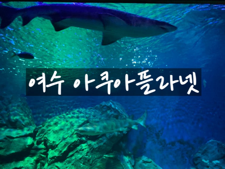  여수 아쿠아플라넷 뮤지엄오브컬러 주차장 및 누구나 15% 할인 꿀팁