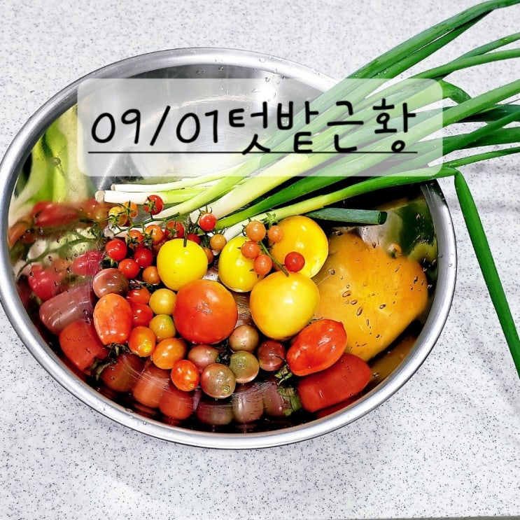  초가을 텃밭 정리와 수확