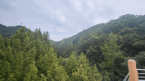  [대전 나들이 가볼만한 곳] 장태산 휴양림 메타세콰이어 길 제대로 즐기기