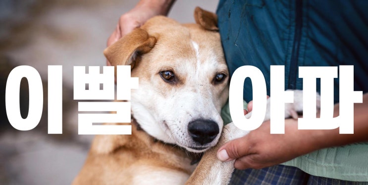  강아지 잇몸 염증 치주염 증상은?