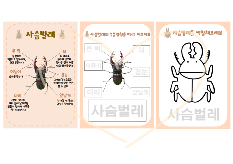  사슴벌레 생김새, 명칭, 특징, 색칠하기 활동지 모음