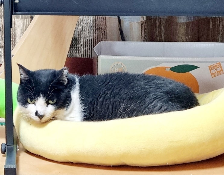  고양이 합사 스트레스, 실패한 것 같을 때