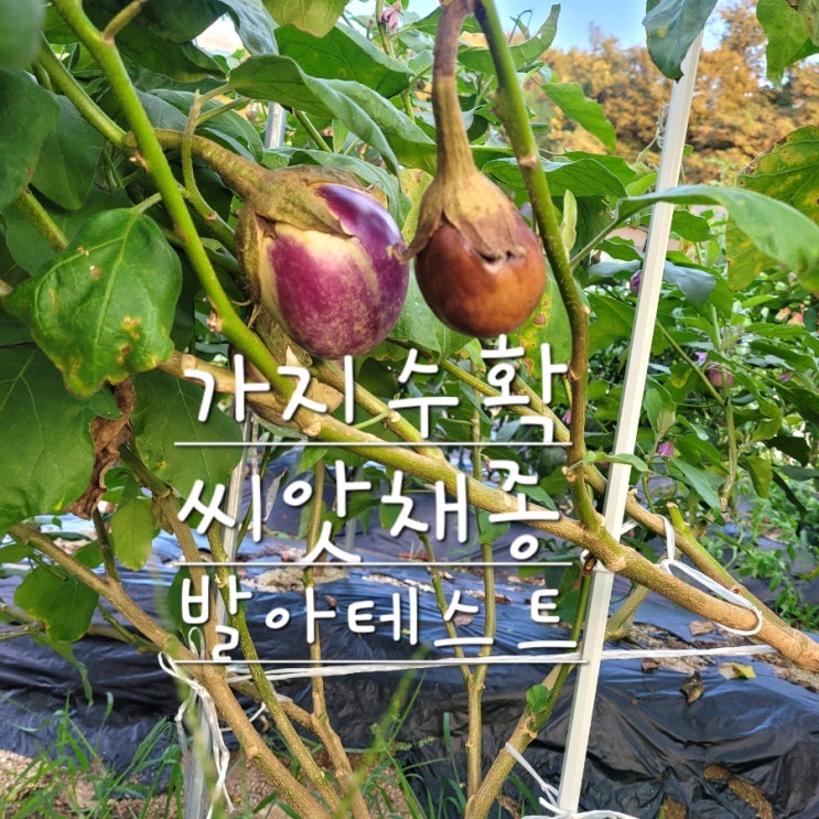  텃밭 가지수확 씨앗채종 발아테스트