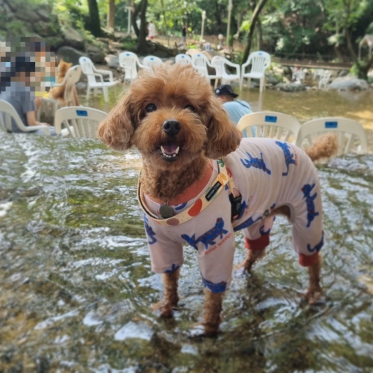  [반려견동반]양평, 반려견과 물놀이, 뽀야쌀롱