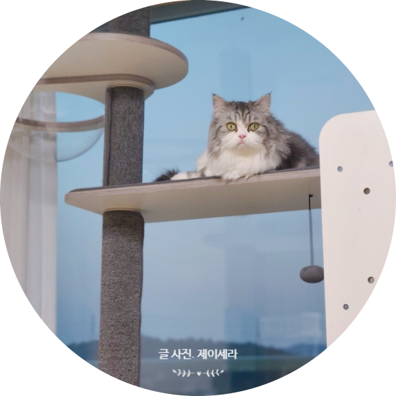  고양이 캣타워 추천 - 냥이들에 역대급 반응 크로노 캣폴 대박이야