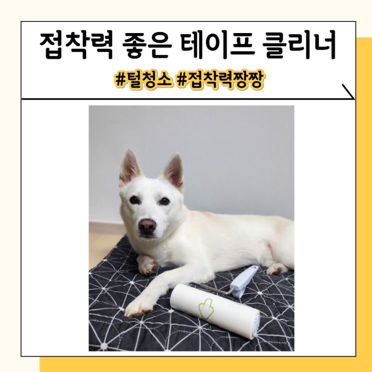 테이프 클리너 리필 추천 강아지 털 청소는 접착력 좋은 리모롤 테이프 클리너 리필 추천 강아지 털 청소는 접착력 좋은 리모롤