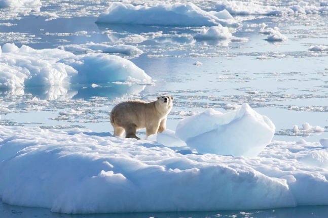 북극곰이 굶는 기간 온실가스 배출로 11배 이상 길어졌다