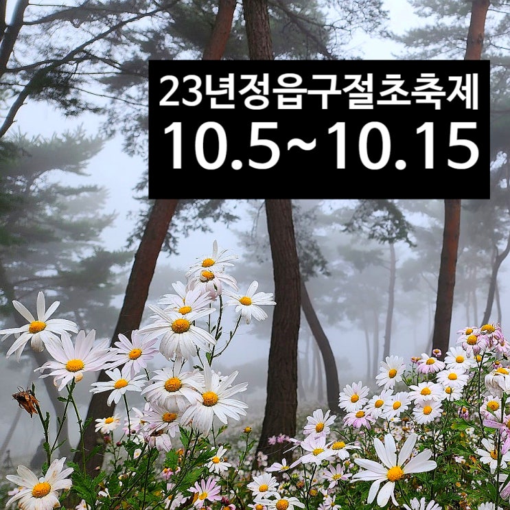  2023정읍 구절초축제 안내 -정읍 구절초축제 입장료-구절초 짚라인 요금-개막식 및 축하공연