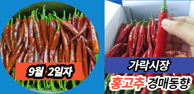  [경매사 일일보고] 9월 2일자 가락시장 홍고추 경매동향을 살펴보겠습니다!