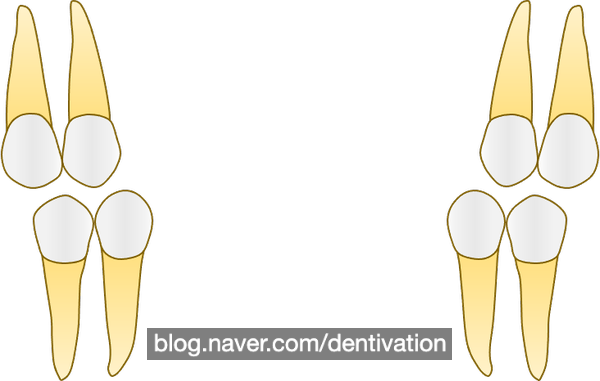 작은어금니, 소구치 : premolar - 치아형태 시리즈, 치아길이, 치아모양