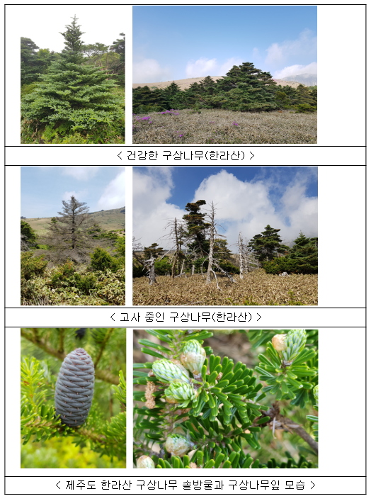 구상나무 뿌리 미생물 군집 연구로 자생지 복원 실마리 찾았다 구상나무 뿌리 미생물 군집 연구로 자생지 복원 실마리 찾았다