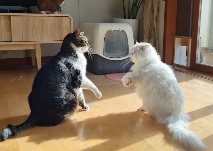  고양이 놀이 싸움 구별법, 사냥놀이의 규칙