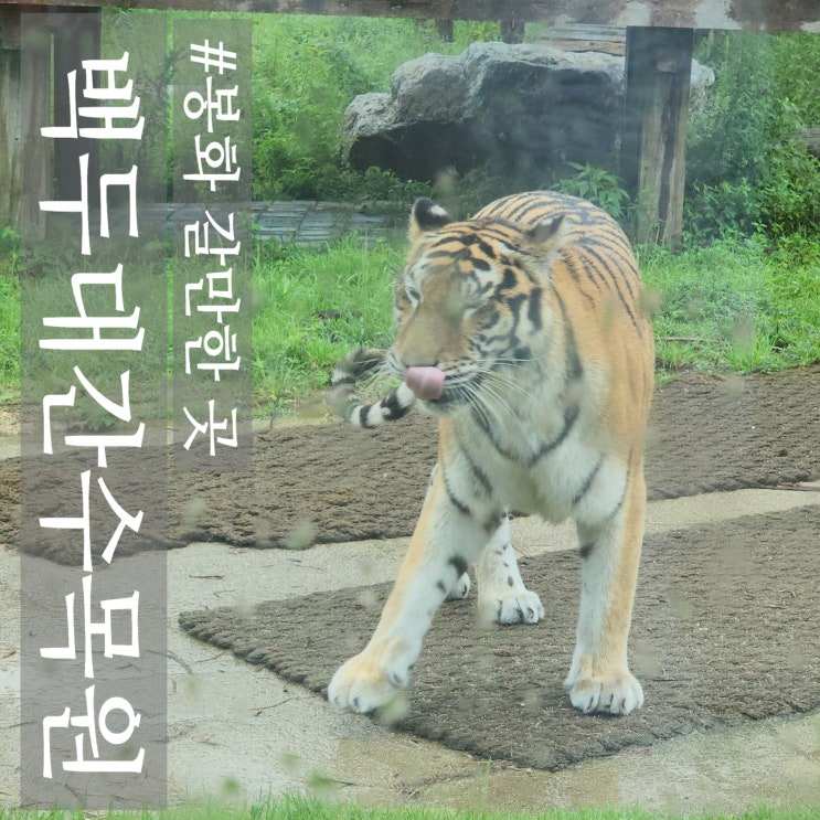  봉화 갈만한곳 백두대간수목원 국내최대 호랑이숲, 세계2위규모 수목원