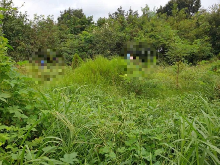  2023년 김천 어모면 구례리 3기벌초 고인돌장묘개발장의사