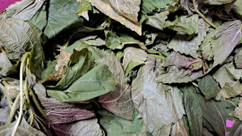깻잎 소금물 삭히기