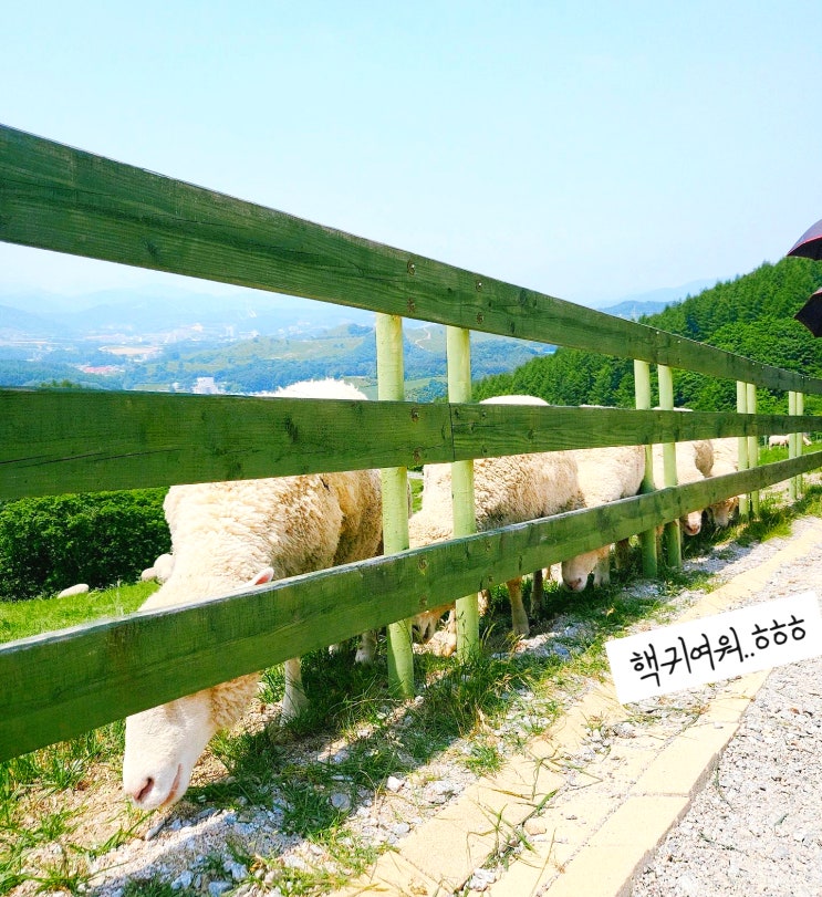  강원도 평창 핫플레이스 대관령 양떼 목장 후기