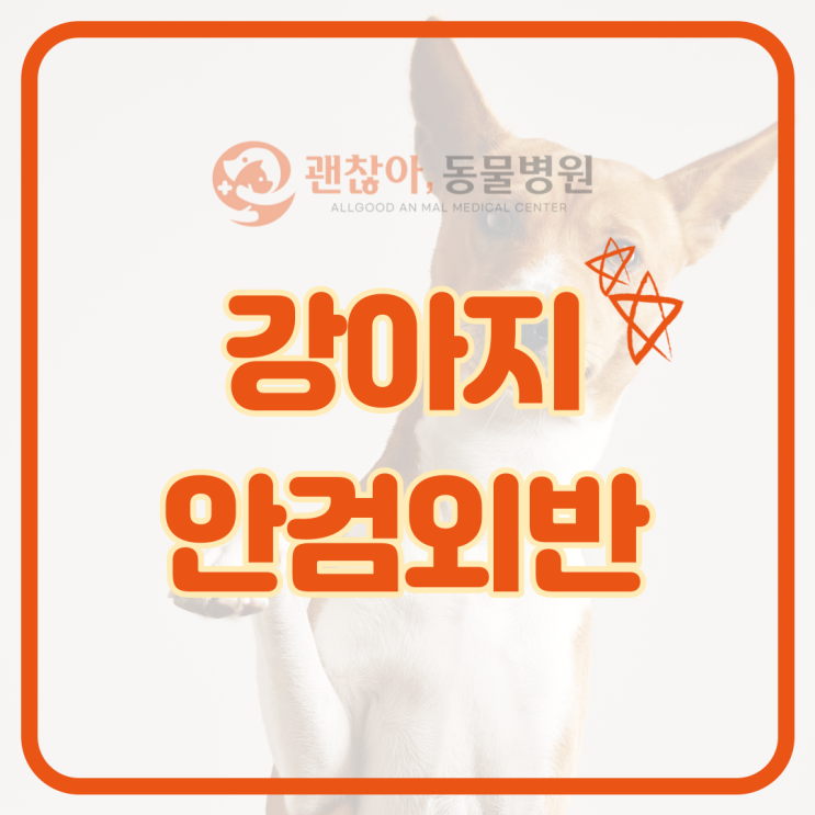  강아지 안검외반 원인과 증상에 대해 알아봐요! [평택 고덕 괜찮아 동물병원]