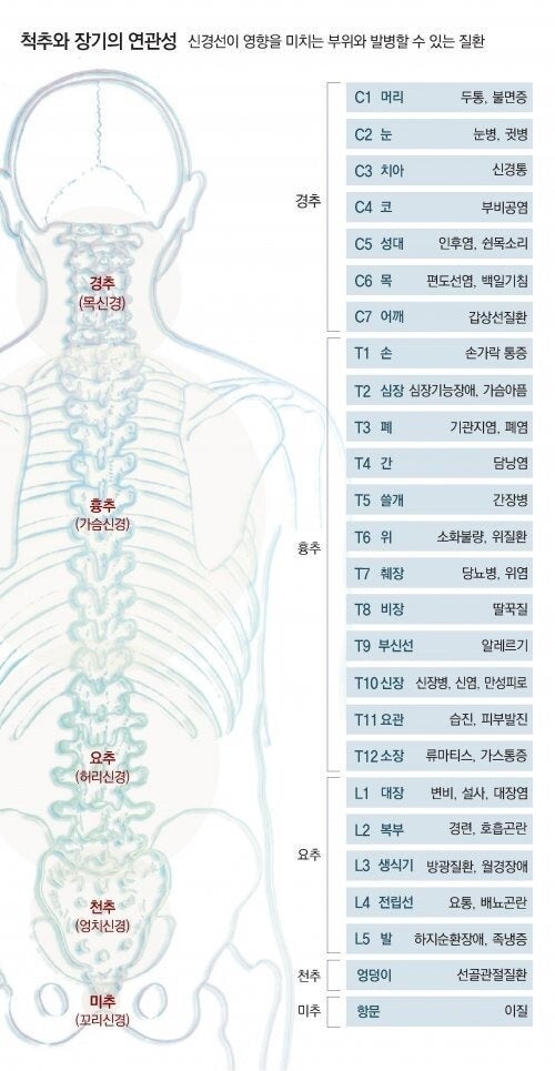  척추와 장기의 연관성(신경선이 영향을 미치는 부위와 발병할 수 있는 질환)