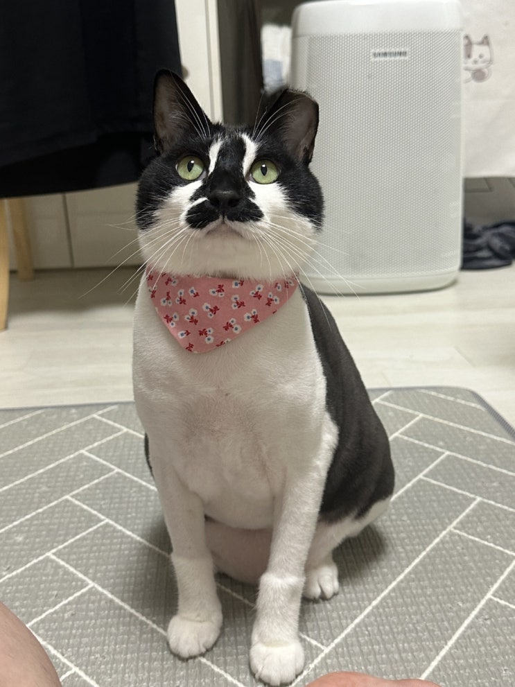  춘배의 반려동물-  고양이 구조묘 '쩨리' 입양기