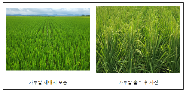 벼알 차는 시기, 가루쌀 생육 후기·병해충 관리 중요 벼알 차는 시기, 가루쌀 생육 후기·병해충 관리 중요