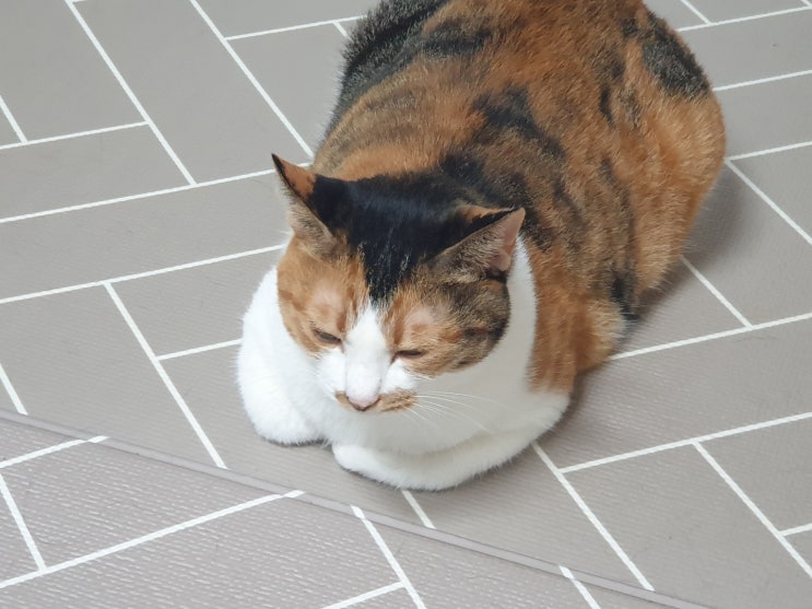  똥뙈야지 오이~~