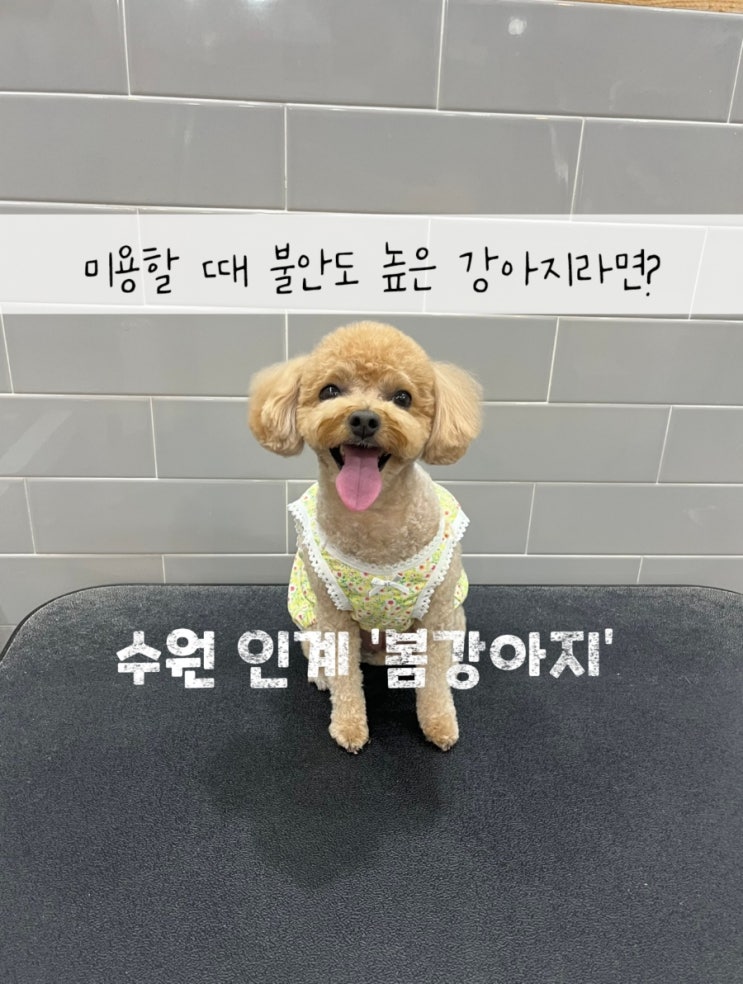  수원 애견미용 '봄강아지' 불안감 높거나 미용 스트레스 많은 강아지라면 추천