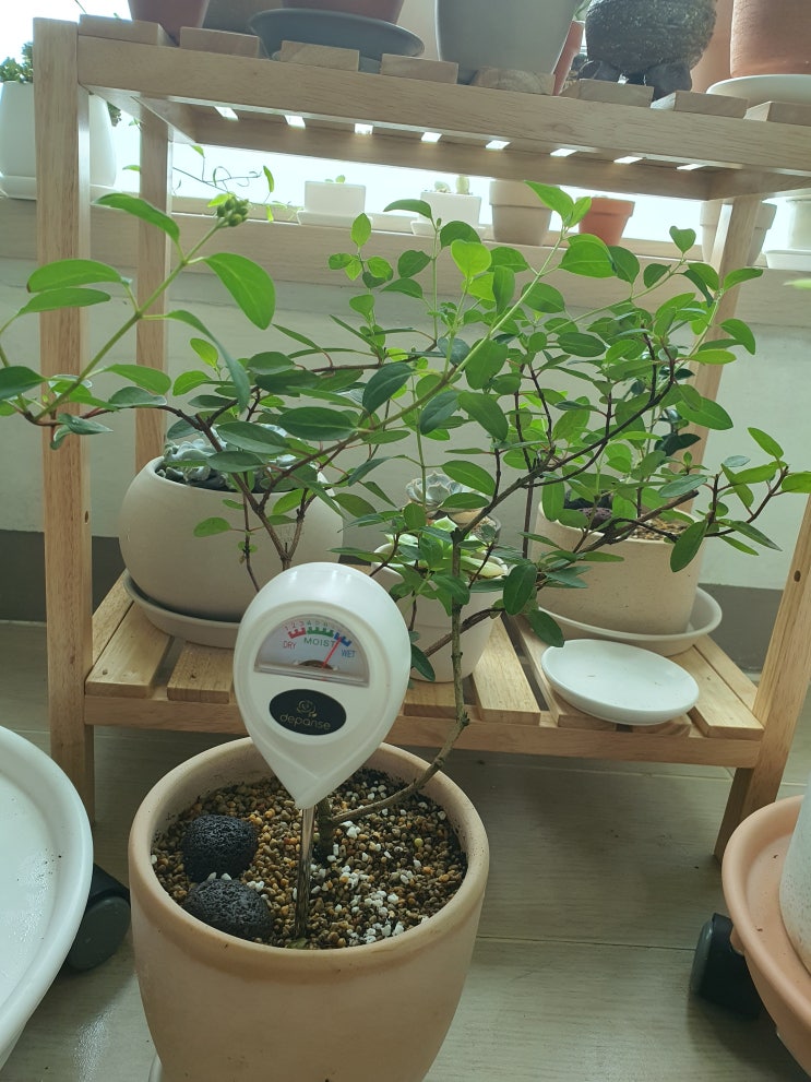  물을 줘야할까 말까? 초보식집사를 위한 식물 과습방지템, 과습 응급처치법