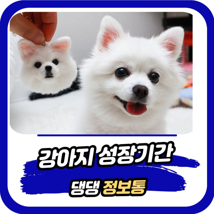  강아지 성장기간 출생부터 1살까지 과정