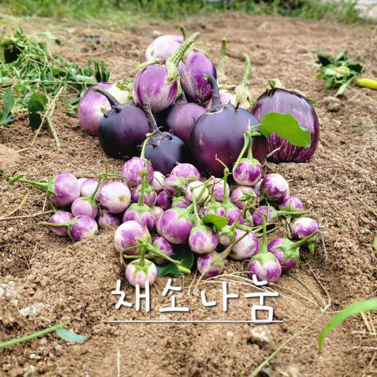  (텃밭 수확 가지) 나눔해요 (나눔발표)
