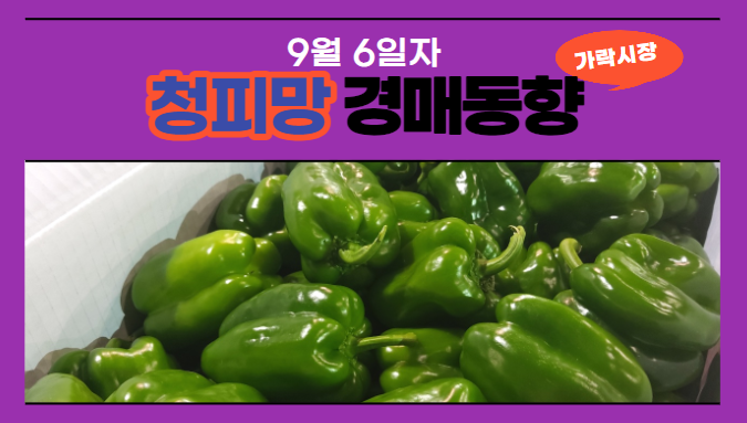  [경매사 일일보고] 9월 6일자 가락시장 청피망 경매동향을 살펴보겠습니다!