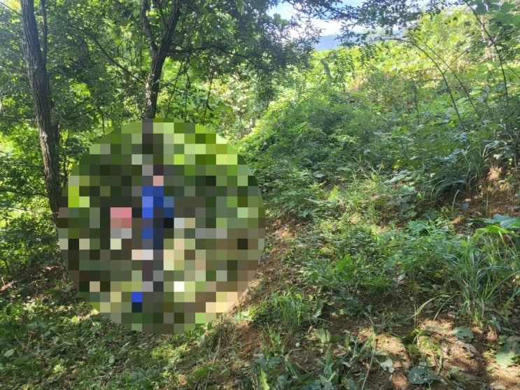  2023년 김천시 어모면 도암리 2기벌초 고인돌장묘개발장의사