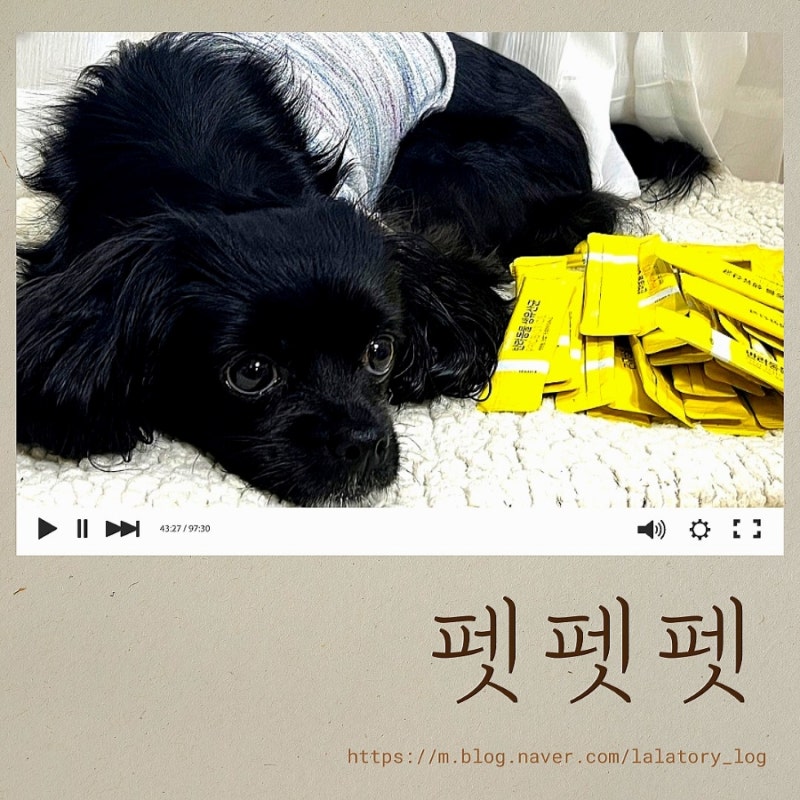 펫펫펫 영양제 추천 프로바이오틱스 반려견 강아지 유산균