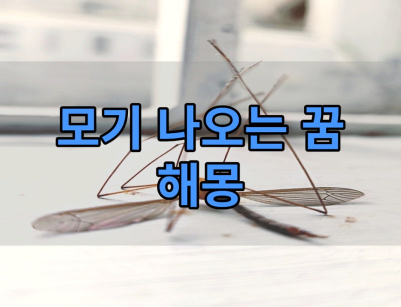 모기꿈 모기 나오는, 잡는, 물리는 꿈 해몽