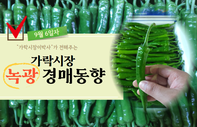  [경매사 일일보고] 9월 6일자 가락시장 녹광 경매동향을 살펴보겠습니다!